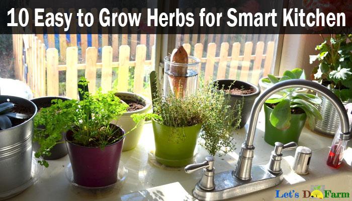 10 Easy to Grow Herbs for Smart Kitchen