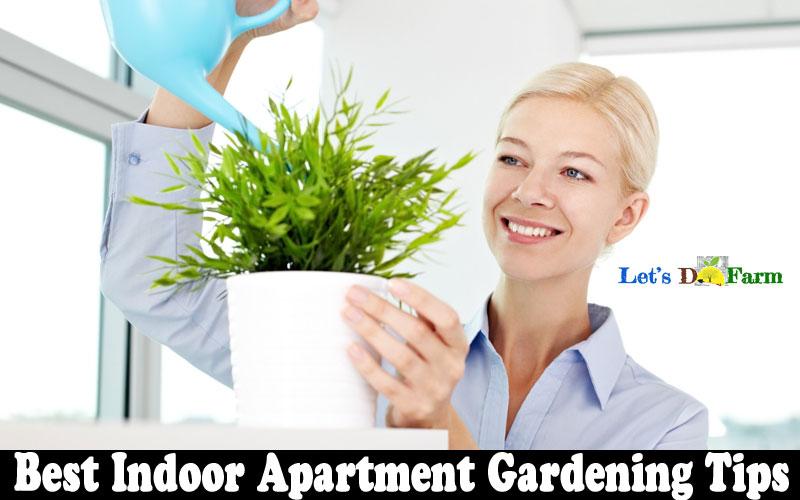 Best Indoor Apartment Gardening Tips