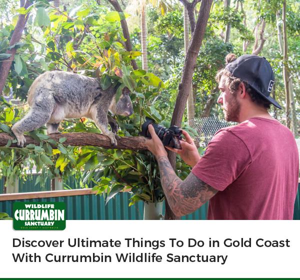 Discover Ultimate Things To Do in Gold Coast With Currumbin Wildlife Sanctuary
