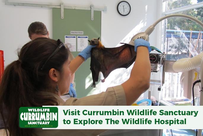 Visit Currumbin Wildlife Sanctuary to Explore The Wildlife Hospital