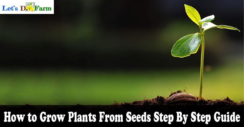 How to Grow Plants From Seeds Step By Step