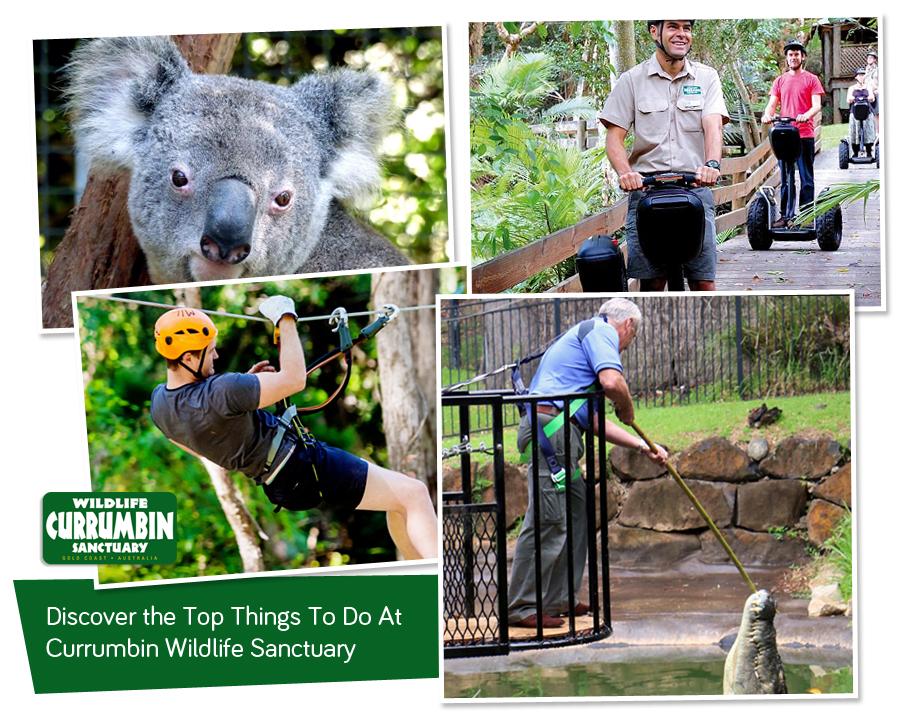 Discover the Top Things To Do At Currumbin Wildlife Sanctuary