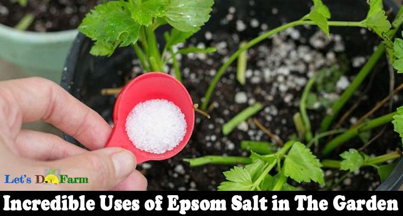 Incredible Uses of Epsom Salt in The Garden