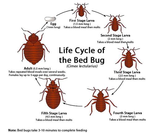 Bed Bug Exterminator Service Dallas