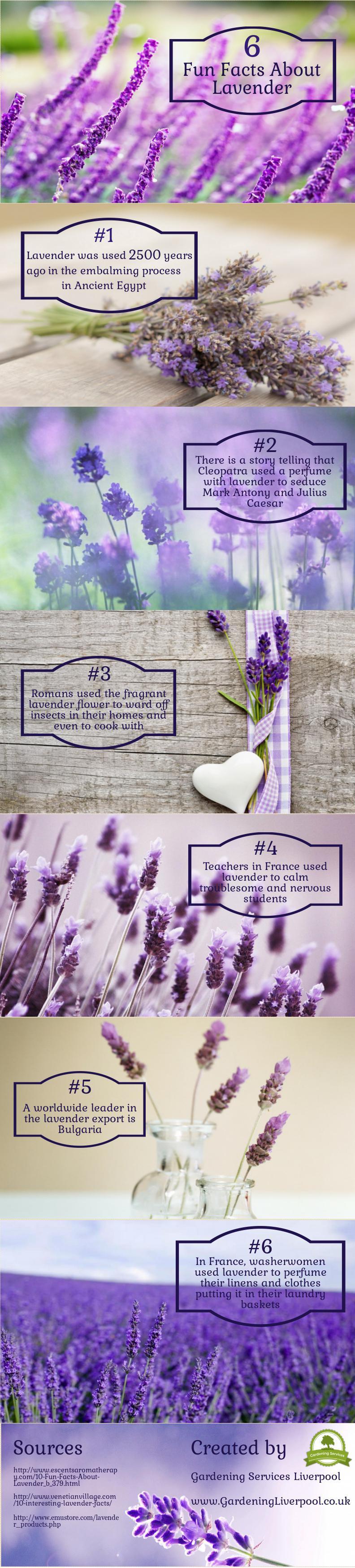 6 Fun Facts About Lavender