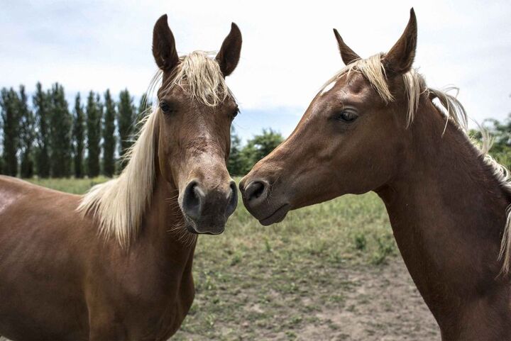 Cloning Racehorses, Equine/Horse Cloning Company | Sinogene