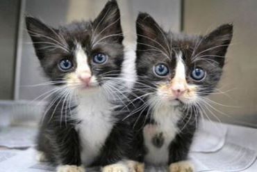 Pet Cat Cloning Service, Clone Your Cat | Sinogene
