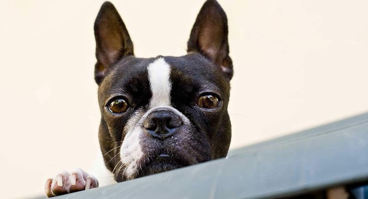 Travel ban on snub-nosed breeds - JetSet Pets