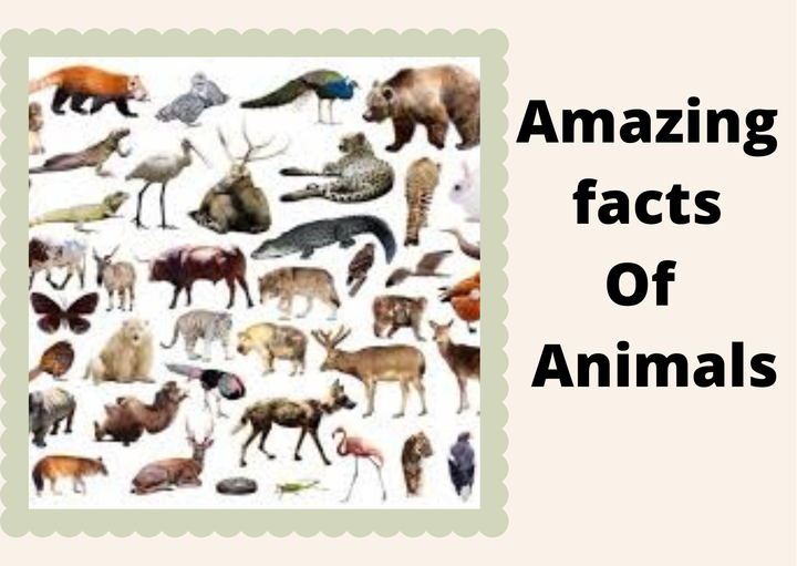 Amazing facts of Animals | V mantras