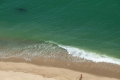 Why shark encounters are increasing along the US East Coast | By Taboola News