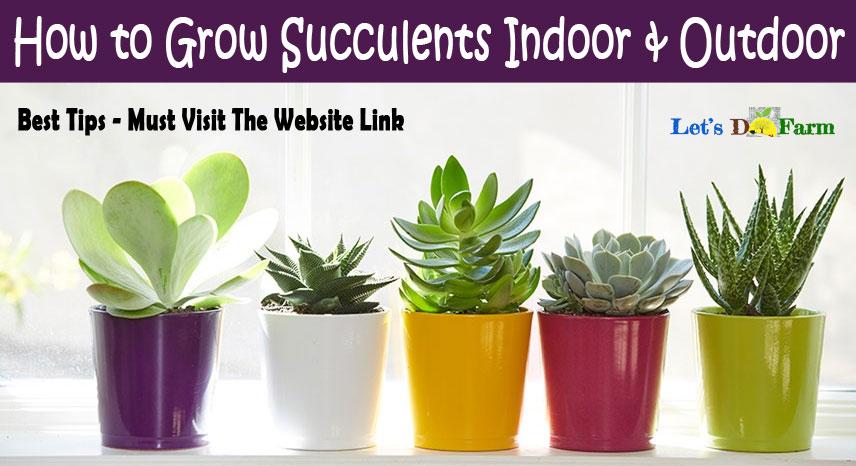 How to Grow Succulents Indoor & Outdoor