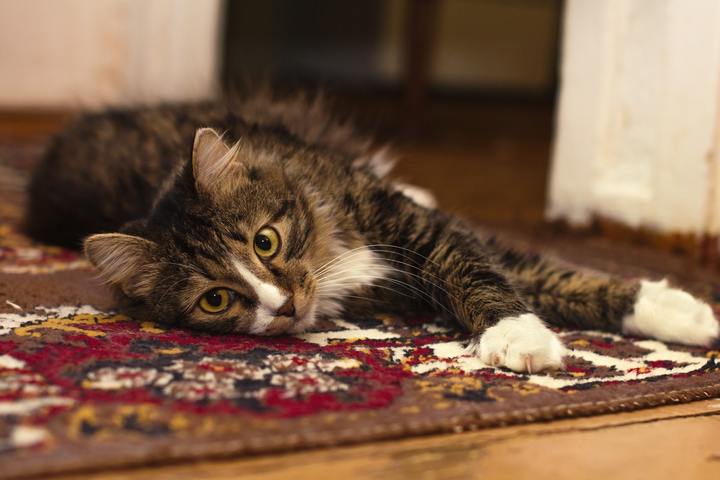 Katt på matta i mysigt hem