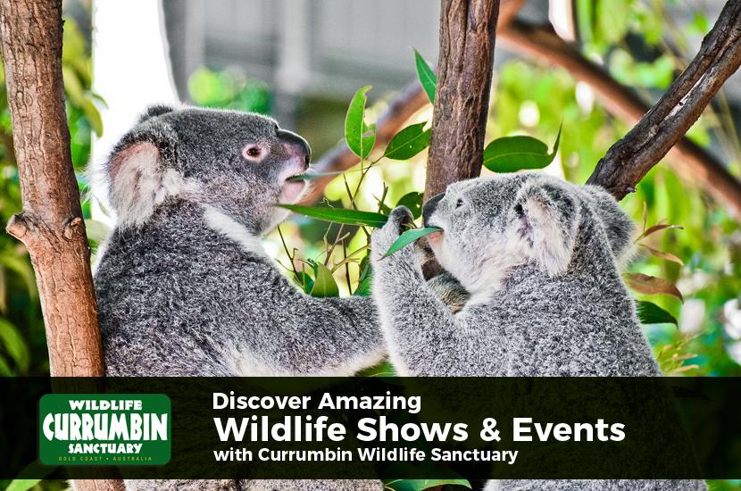 Discover Amazing Wildlife Shows & Events with Currumbin Wildlife Sanctuary