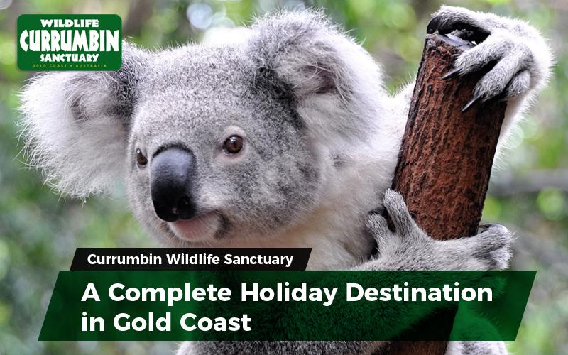  Currumbin Wildlife Sanctuary - A Complete Holiday Destination in Gold Coast