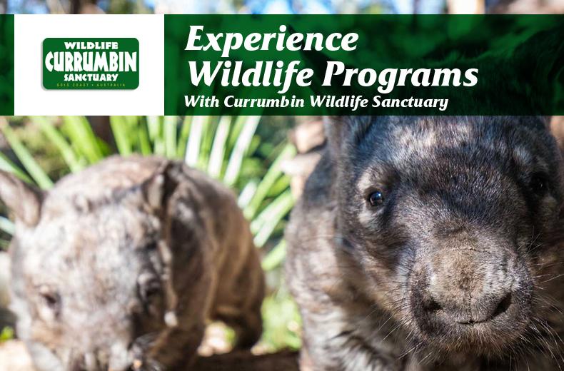 Experience Wildlife Programs With Currumbin Wildlife Sanctuary