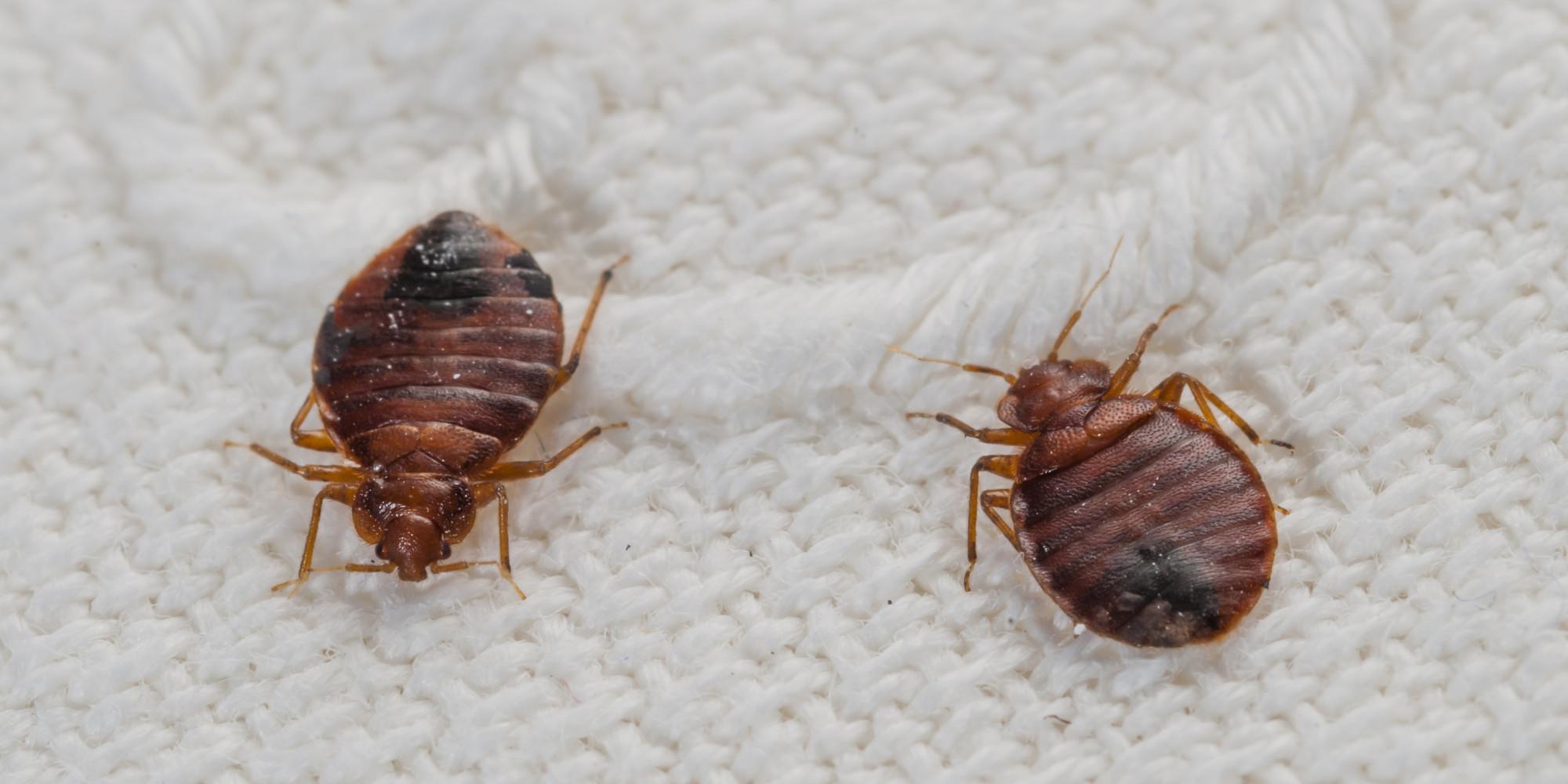 Bed Bug Removal And Control Services Dallas