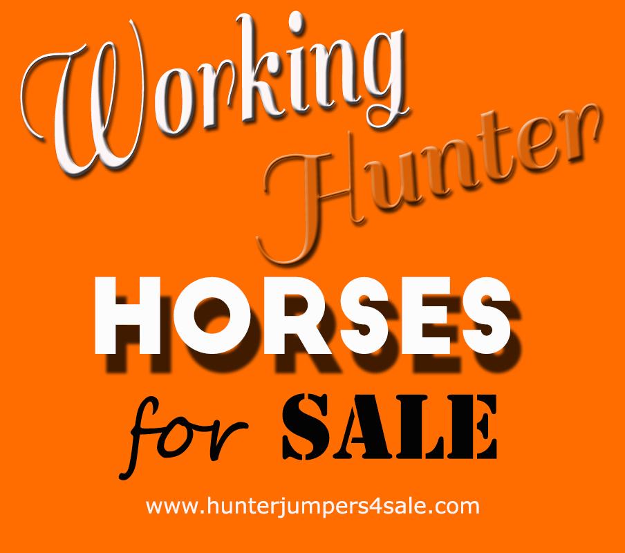 Sport Horses For Sale