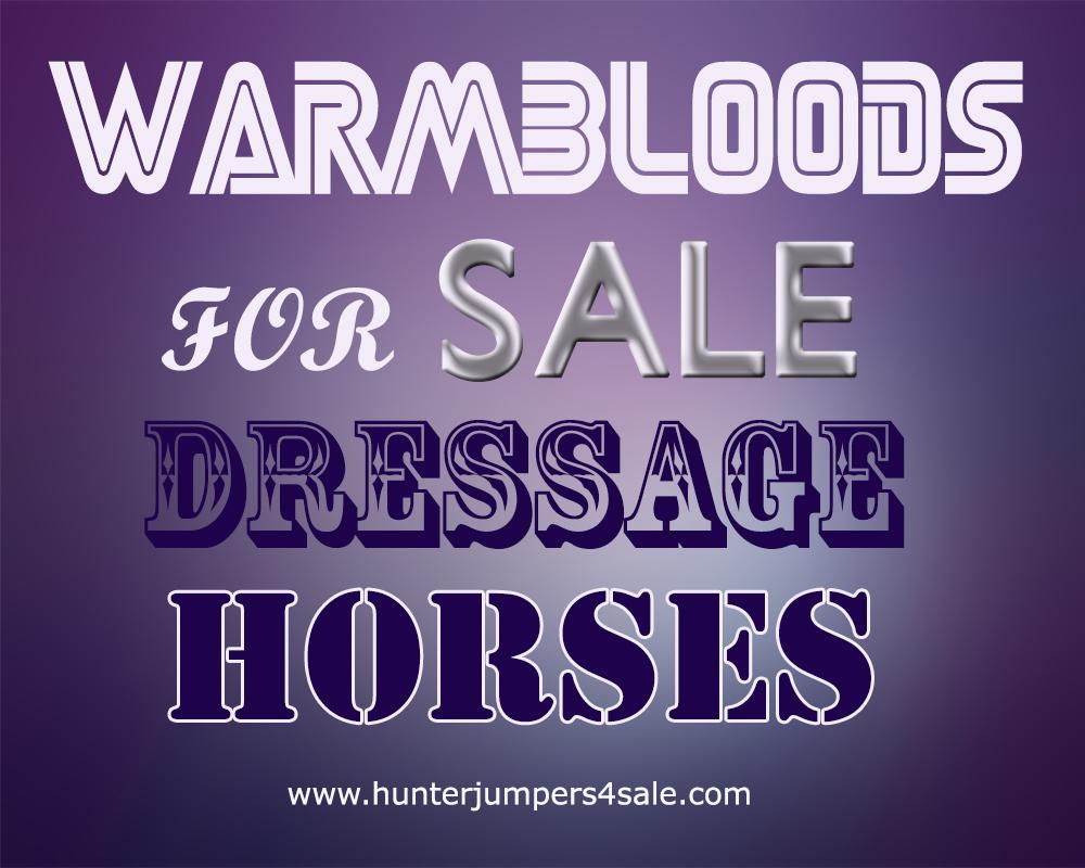 Warmbloods For Sale