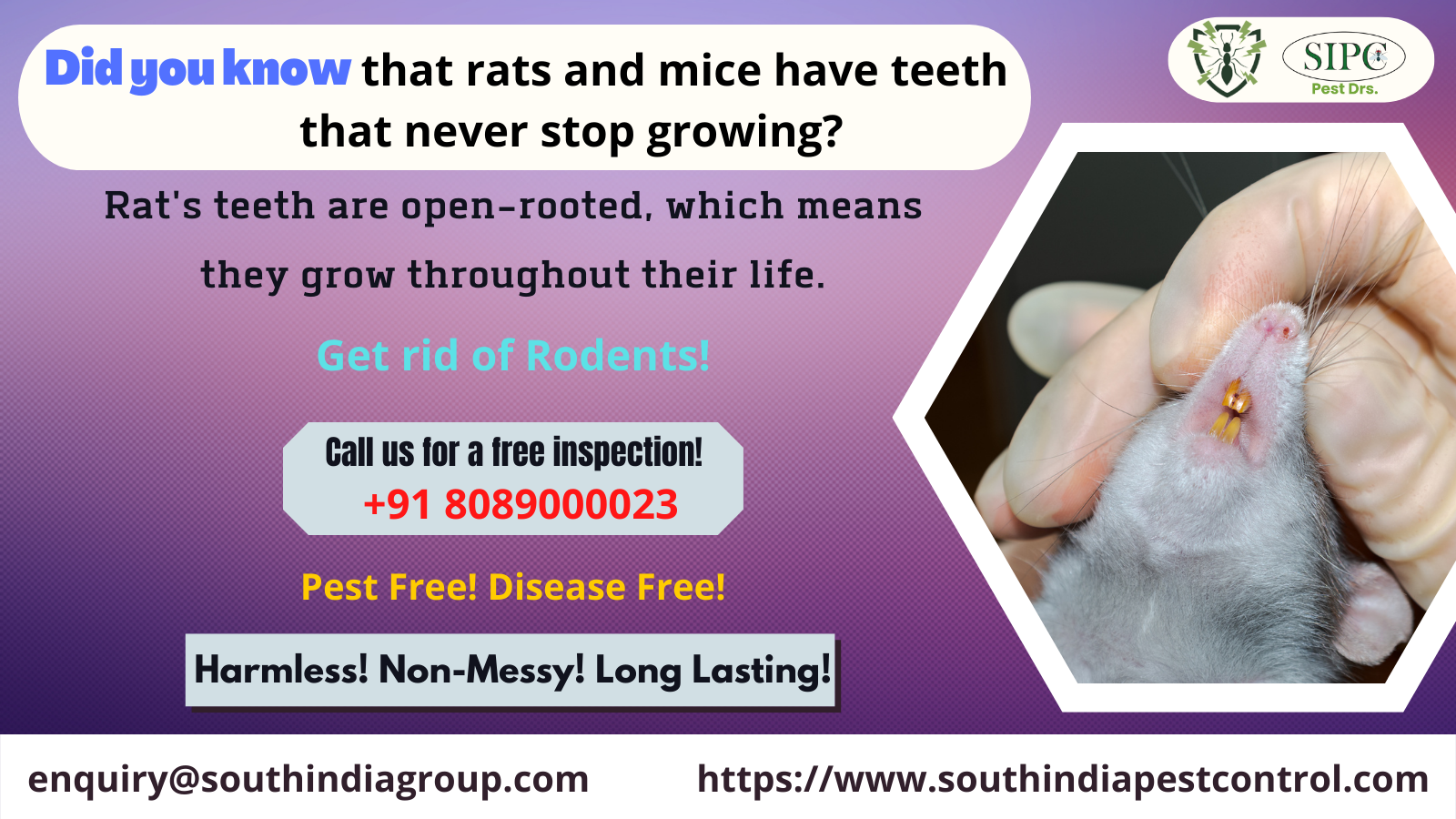 Rodent Control Services in Goa