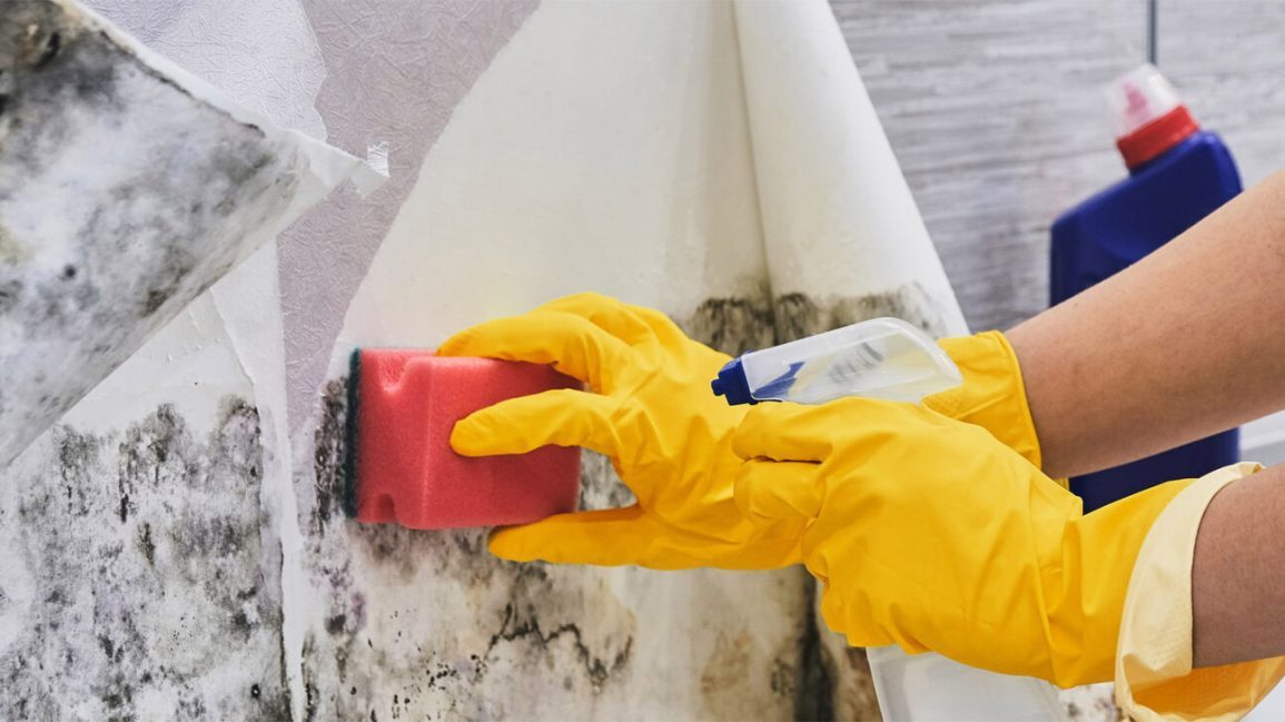 Mold Remediation: Basics and Procedure for Removal