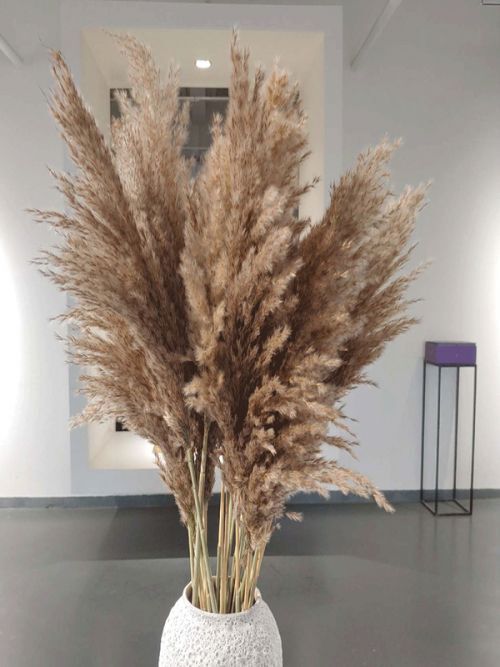 Buy Dried Pampas Grass Online India | Whispering Homes