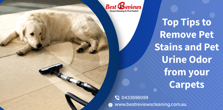 Top Tips to Remove Pet Stains and Pet Urine Odor from your Carpe