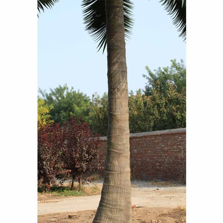 Outdoor Artificial Coconut Palm Trees For Sale, Realistic Artifi
