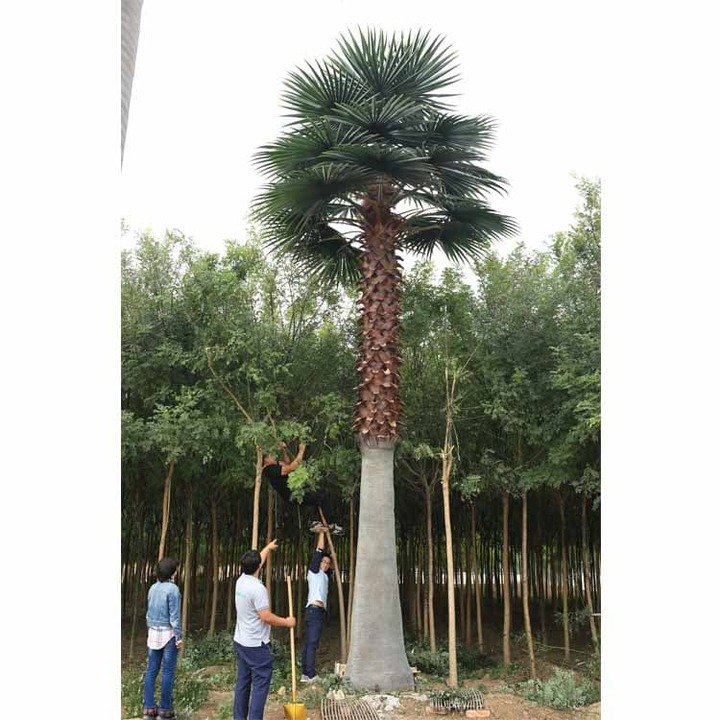 Artificial Palm Trees Supplier, Artificial/Fake Outdoor Palm Tre