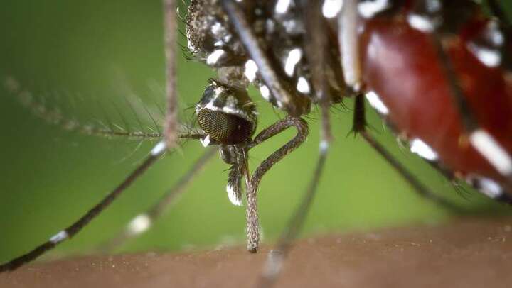 7 doenças transmitidas por mosquitos como o da dengue