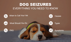 Seizures in Dogs: A Complete Guide for Dog Parents