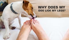 7 Common Reasons Why Your Dog Could Be Licking Your Legs - The C
