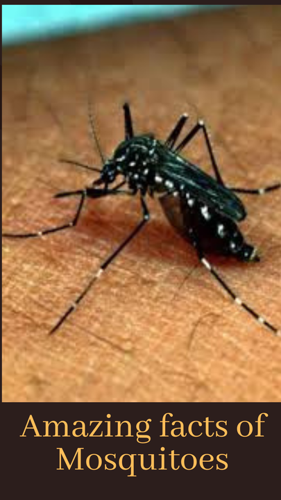 Amazing facts of Mosquitoes – V mantras