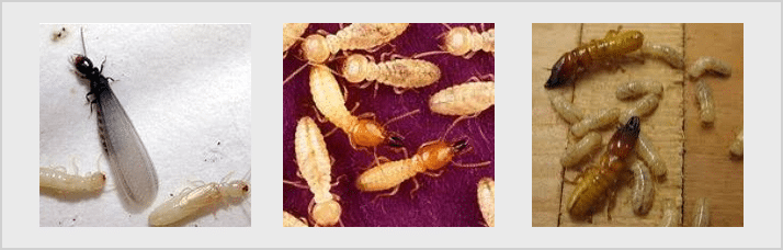 Termite Control in Arlington, Fort Worth, Mansfield TX | Termite
