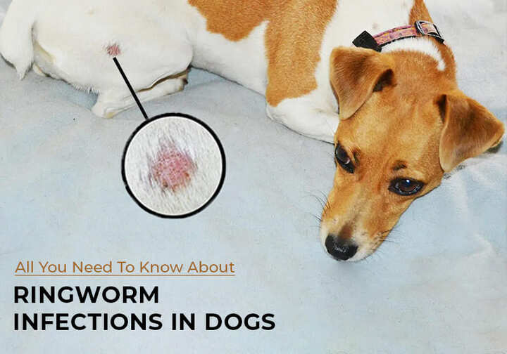 Causes, Symptoms, and Treatment of Ringworm in Dogs