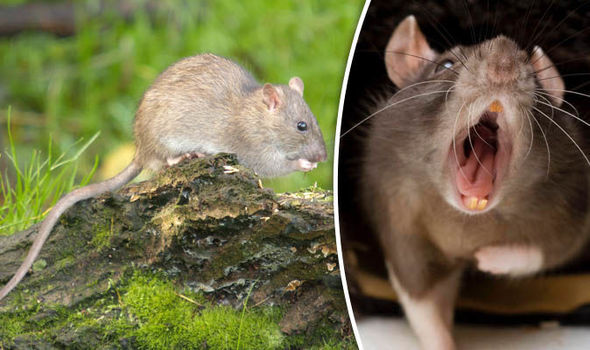Mice Control in london - Emergency Mice pest Exterminator