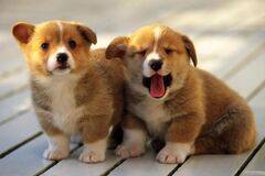 Dog Cloning Service, Clone Your Beloved Pet Dog | Sinogene