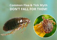 4 Common Flea And Tick Myths \u2013 DON\u2019T FALL FOR THEM! - BestVetCar