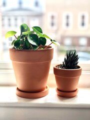 Clay Dreaming  Terracotta Planter &amp; Dish Terracotta Plant | Etsy