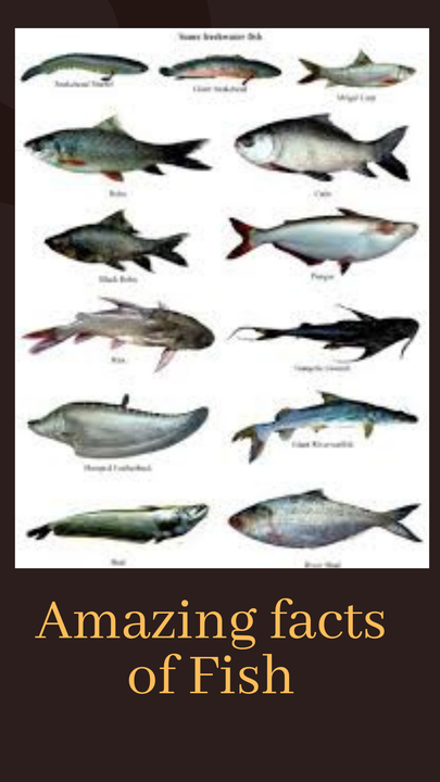 Amazing facts of Fish | V mantras