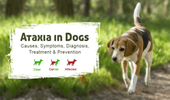 Ataxia in Dogs: Causes, Symptoms, Diagnosis, Treatment &amp; Prevent