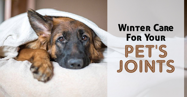 Winter Care for Your Pet's Joints - BudgetVetCare Blog