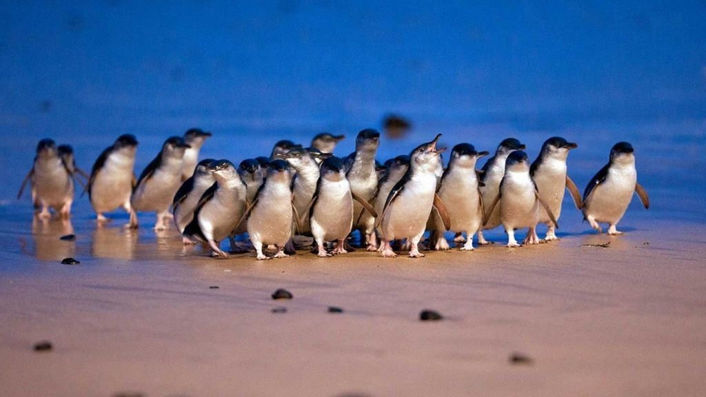 5,000 of the world's smallest penguins waddle onto Australian beach in record-breaking parade