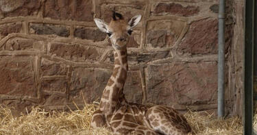 England zoo's new baby giraffe makes entrance with first "outdoor zoomies"