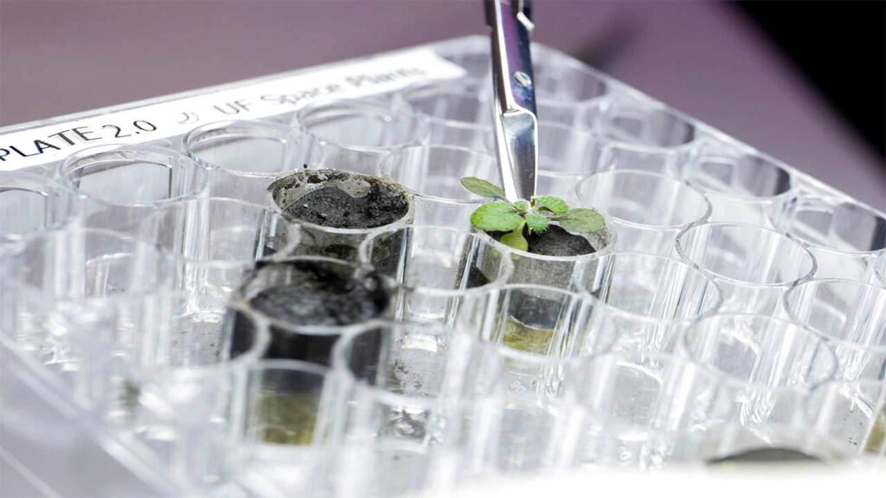 NASA scientists grow plants in Apollo lunar soil for the first time: 'Everything sprouted!'
