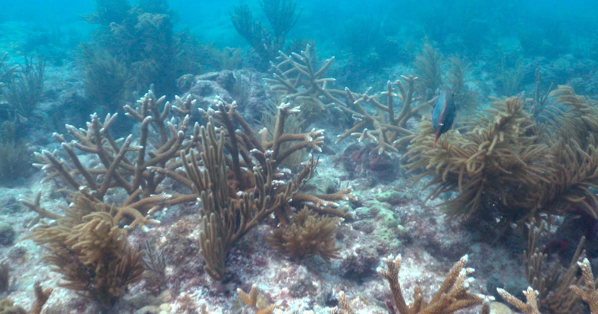 New innovations attempting to rescue coral reefs