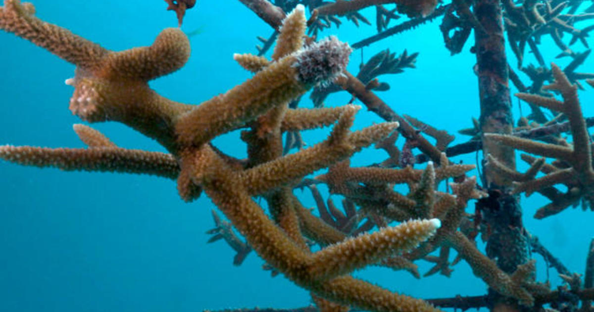 Marine biologists restoring coral reefs: "We are buying time: | 60 Minutes