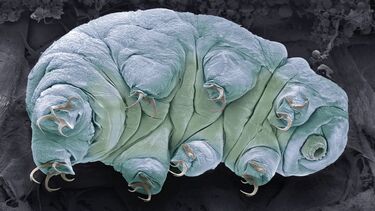 Teeny tardigrades can survive space and lethal radiation. Scientists may finally know how.