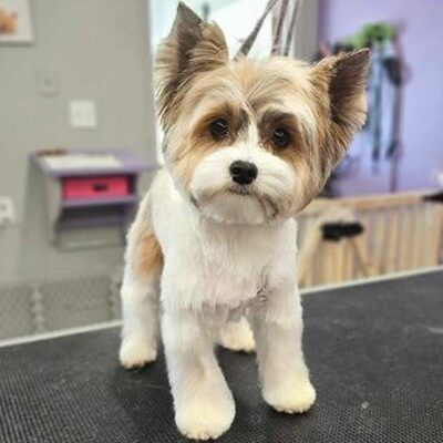 Dog Grooming Kingston